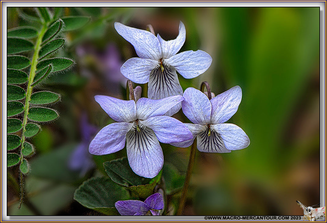 Violettes